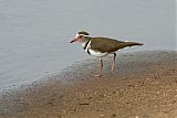 Three-banded Ploverborder=